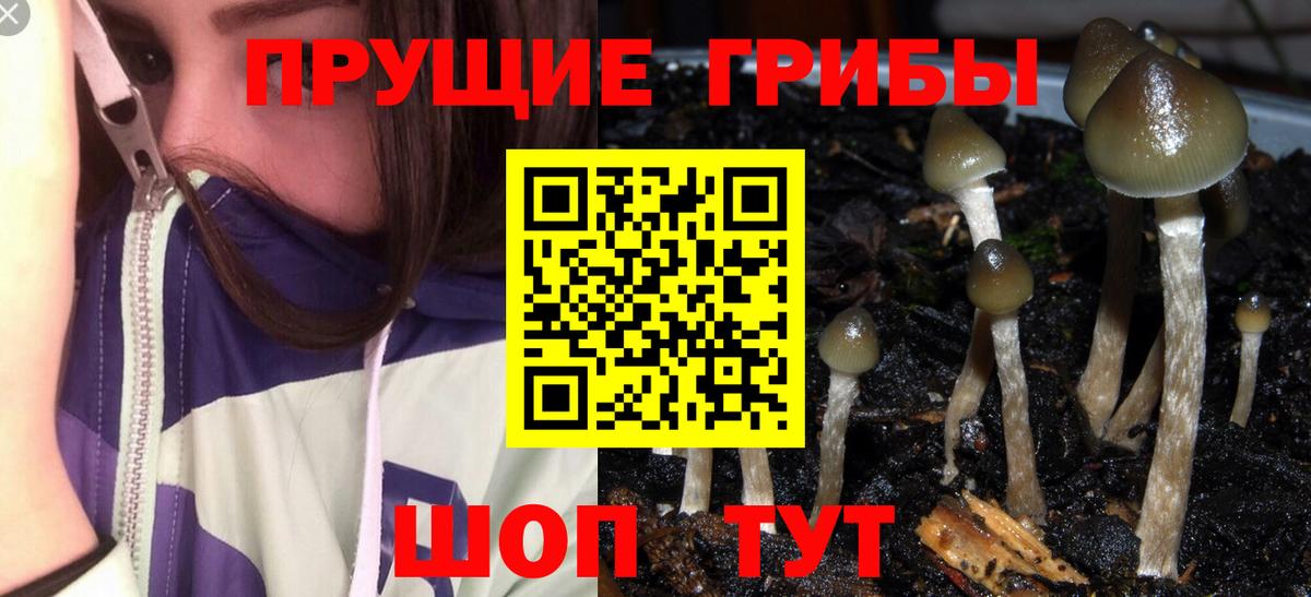 Галлюциногенные грибы Psilocybe Ноябрьск